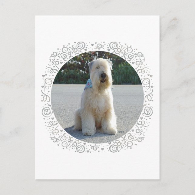 Wheaten Terrier Postcard (Front)