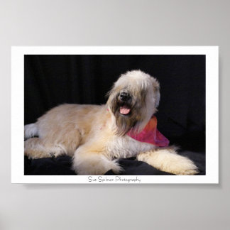 Wheaten Terrier Poster