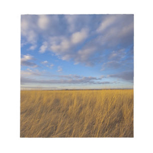 Wheatgrass and dramatic skies at Freezeout Lake Notepad