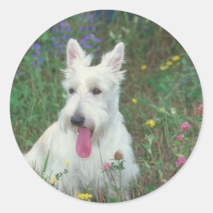 Wheaton Scottish Terrier Classic Round Sticker