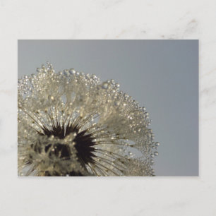 Wheel of droplets postcard