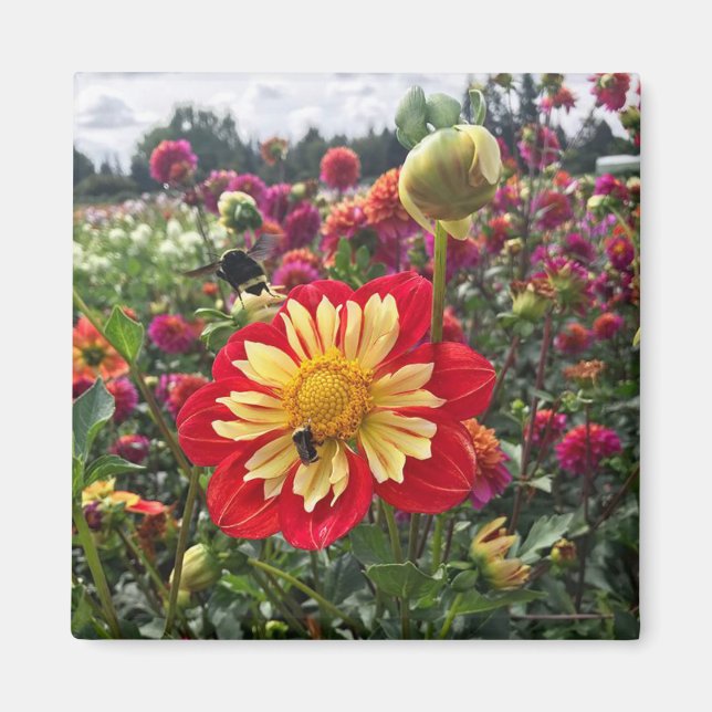 Wheels Dahlia Magnet (Front)