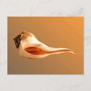 Whelk Left Turn Postcard