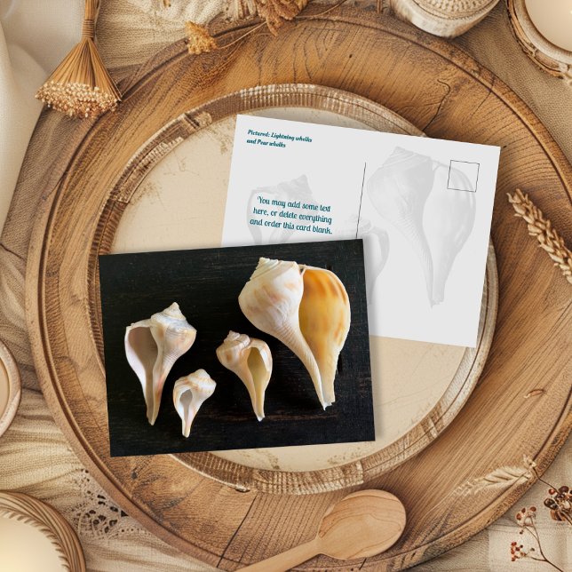 Whelk Seashells Comparison Photography Postcard (Creator Uploaded)