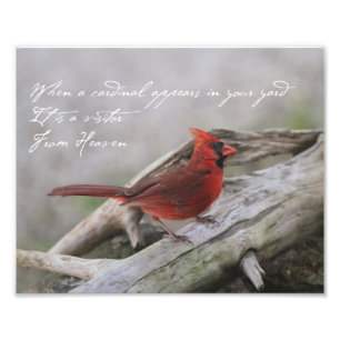 When a cardinal appears in your yard... photo print