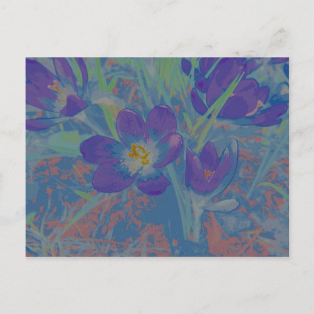 When Crocus Blossoms Postcard (Front)
