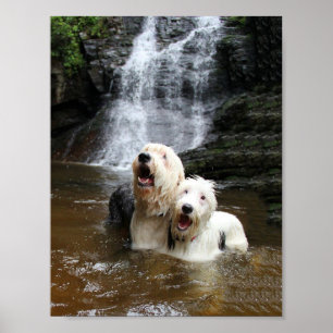 When Old English Sheepdogs go swimming! Poster