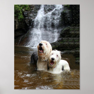 When Old English Sheepdogs go swimming! Poster