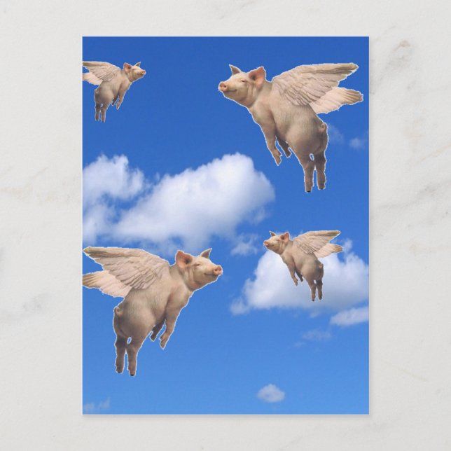 When Pigs Fly Postcard (Front)