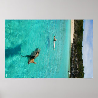 When Pigs Swim Poster