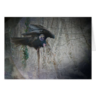 When Vulture Closes His Wings