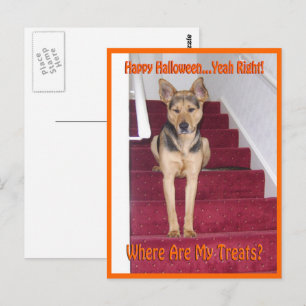 Where Are My Treats GSD Dog Halloween Postcard