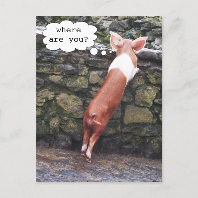 Where are You? Funny Pig Photo Postcards (Front)