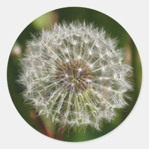 Where Ever the Wind Blows Classic Round Sticker