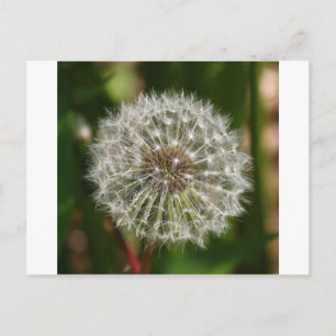 Where Ever the Wind Blows Postcard