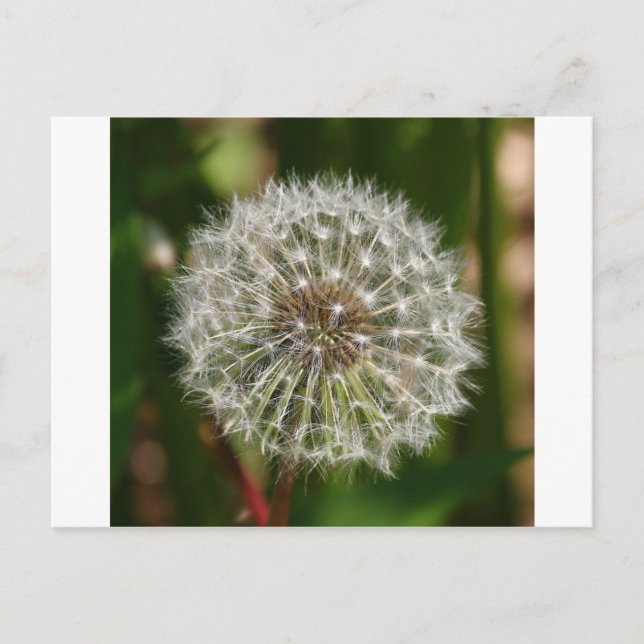 Where Ever the Wind Blows Postcard (Front)