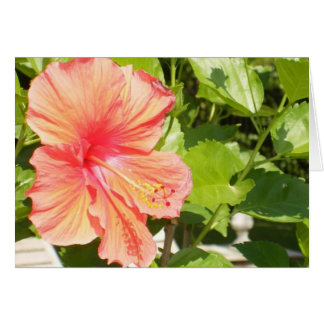 Where flowers bloom so does hope.