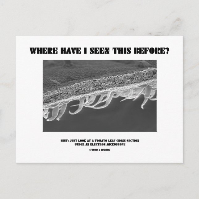 Where Have I Seen This Before? Tomato Leaf Postcard (Front)