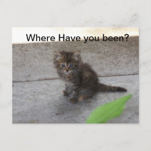 Where have you been Kitten Post Card 075