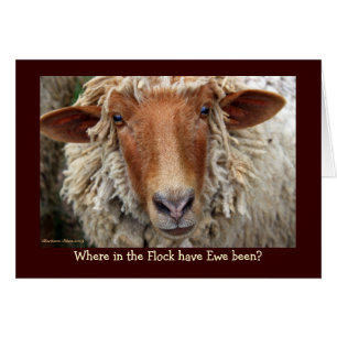 Where in the Flock have Ewe been?