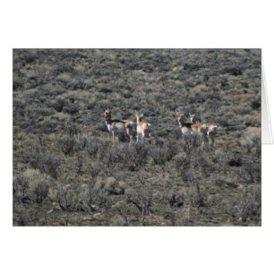 Where the Antelope play