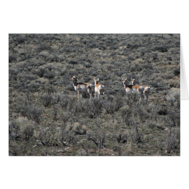 Where the Antelope play (Front Horizontal)