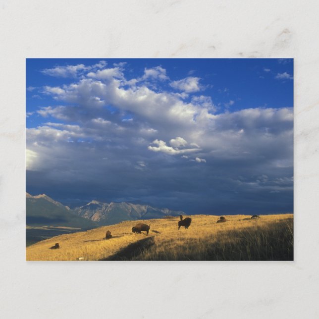 Where The Buffalo Roam Postcard (Front)