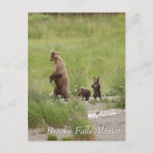 Where we going mum, Brooks Falls Alaska Postcard