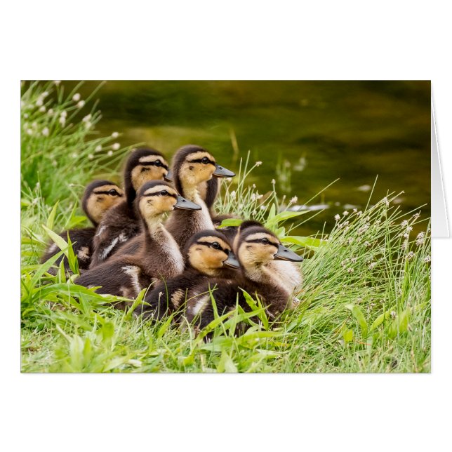 Where's Mum (Front Horizontal)