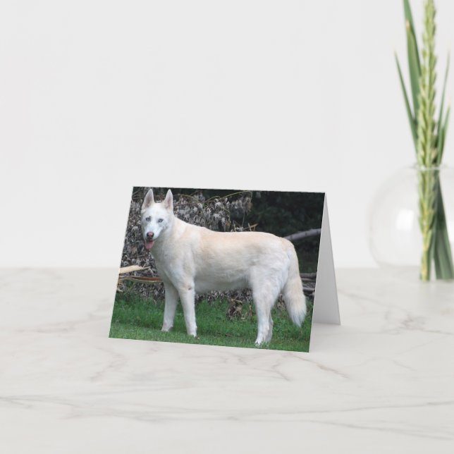 Whhite Siberian Husky note card (Front)