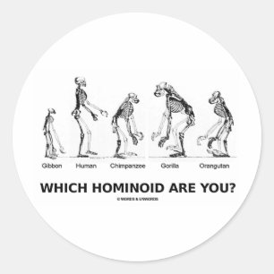 Which Hominoid Are You? (Hominid Skeletons) Classic Round Sticker