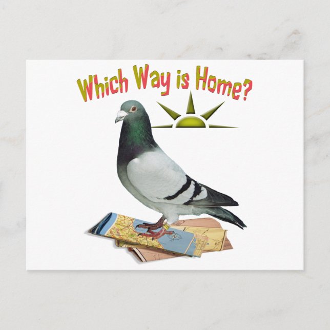 Which Way is Home? Pigeon Art Postcard (Front)