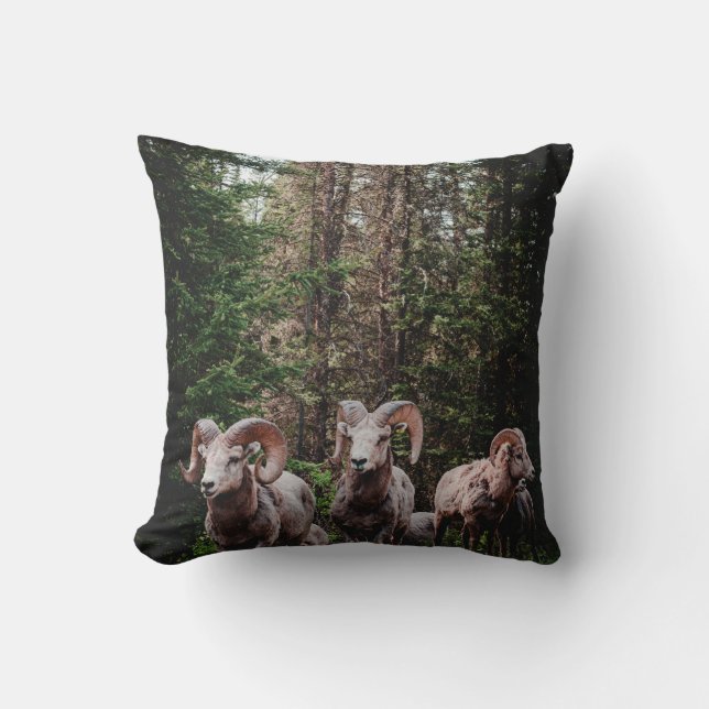 WHILE DRIVING ALONG THE BOW VALLEY PARKWAY IN BANF CUSHION (Front)
