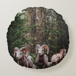 WHILE DRIVING ALONG THE BOW VALLEY PARKWAY IN BANF ROUND CUSHION
