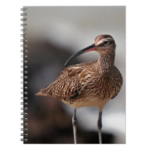 Whimbrel Notebook