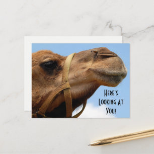 Whimsical "Here's Looking At You" Camel Greeting Postcard