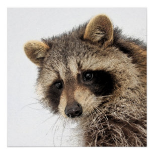 Whimsical Racoon Glossy Poster