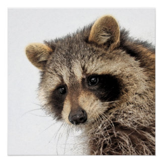 Whimsical Racoon Glossy Poster