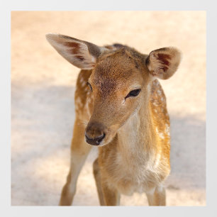 Whimsical Woodland Deer Photography