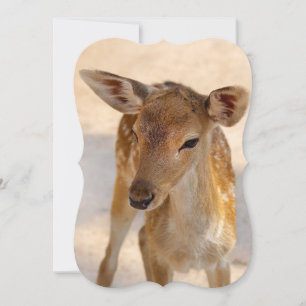 Whimsical Woodland Deer Photography Card