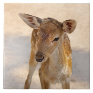 Whimsical Woodland Deer Photography Ceramic Tile