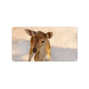 Whimsical Woodland Deer Photography Label
