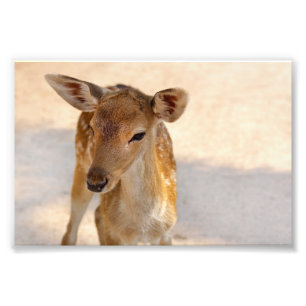 Whimsical Woodland Deer Photography Photo Print