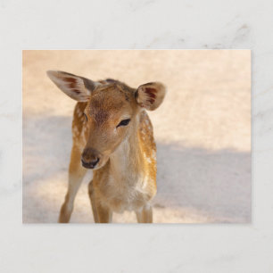 Whimsical Woodland Deer Photography Postcard