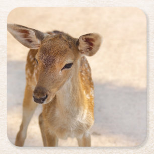 Whimsical Woodland Deer Photography Square Paper Coaster