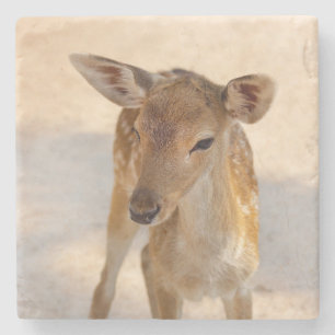 Whimsical Woodland Deer Photography Stone Coaster