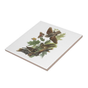 Whip-poor-will by Audubon Ceramic Tile