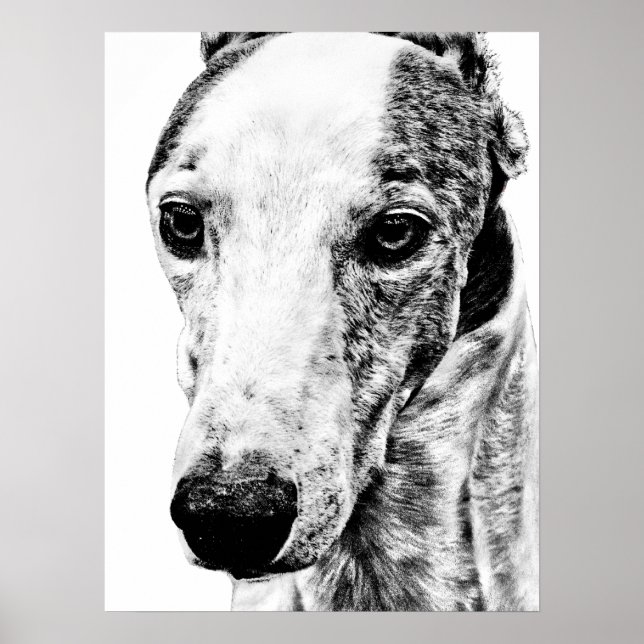 Whippet dog poster (Front)