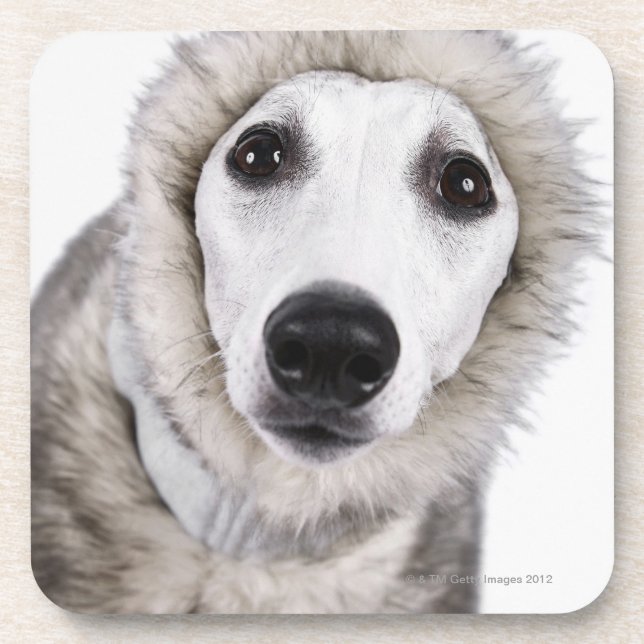 Whippet dog wearing fur coat, studio shot coaster (Front)