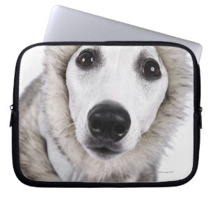 Whippet dog wearing fur coat, studio shot laptop sleeve